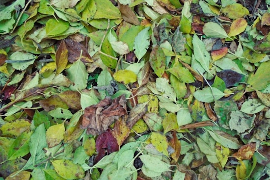 Englewood Launches Leaf Recycling Program for South Metro Residents Until November 14