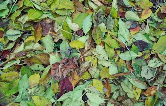 Englewood Launches Leaf Recycling Program for South Metro Residents Until November 14