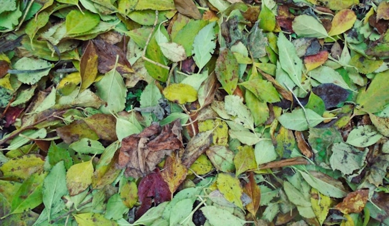 Englewood Launches Leaf Recycling Program for South Metro Residents Until November 14