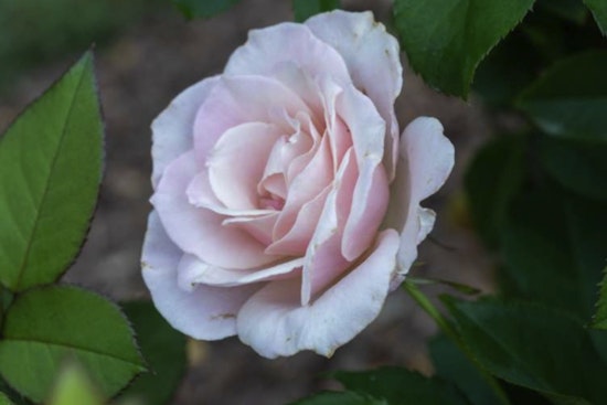 Explore the Raleigh Rose Garden Virtually with a New Digital Story Map Tour