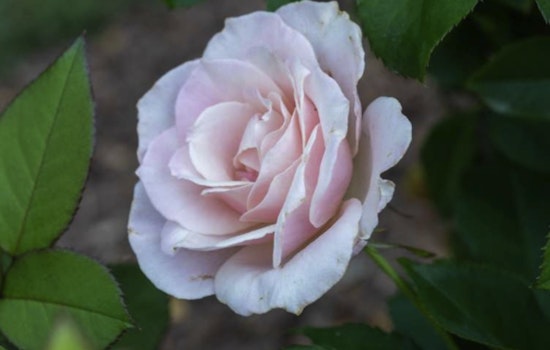 Explore the Raleigh Rose Garden Virtually with a New Digital Story Map Tour