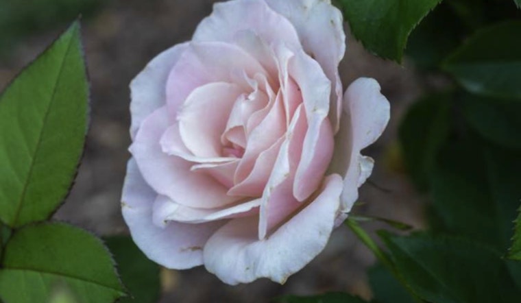 Explore the Raleigh Rose Garden Virtually with a New Digital Story Map Tour