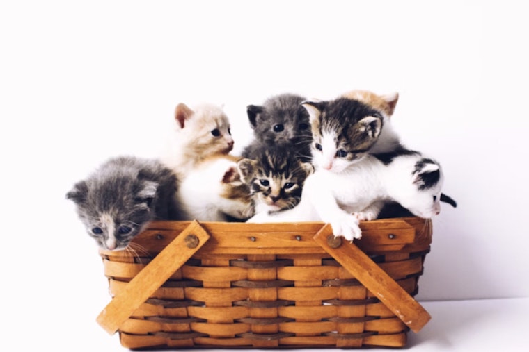 Feline Overload: Tampa's Pet Resource Center Seeks Homes for Cats as Numbers Hit 628% Capacity