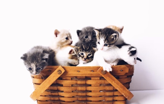 Feline Overload: Tampa's Pet Resource Center Seeks Homes for Cats as Numbers Hit 628% Capacity