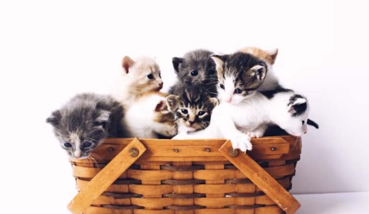 Feline Overload: Tampa's Pet Resource Center Seeks Homes for Cats as Numbers Hit 628% Capacity