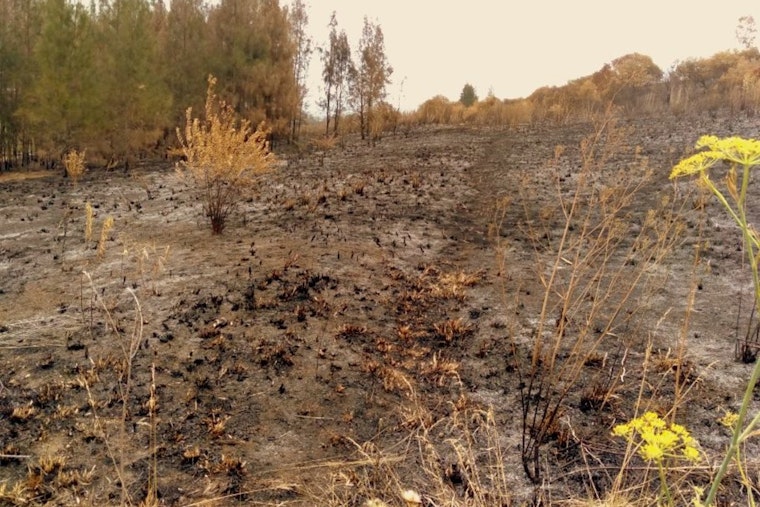 Fire Crews Extinguish 8-Acre Brush Fire in McHenry County Soybean Field