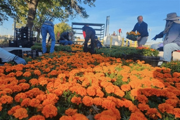 Fort Worth Buzzes with Fall Festivities: From City Hall to Boo Fests, Dive into Affordable Spooktacular Fun