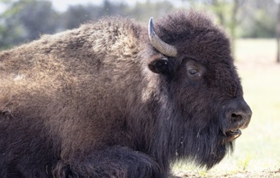 Fort Worth Celebrates National Bison Day with Educational Activities and Herd History at Nature Refuge