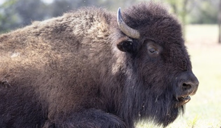 Fort Worth Celebrates National Bison Day with Educational Activities and Herd History at Nature Refuge
