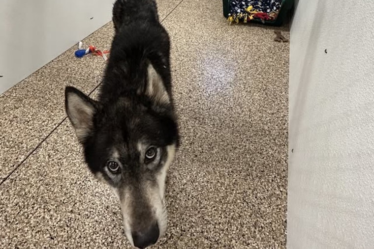Found Husky Shepherd Mix Awaits Reunion with Owner in Mankato Impound
