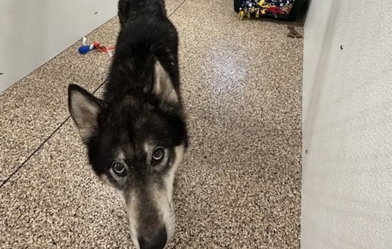 Found Husky Shepherd Mix Awaits Reunion with Owner in Mankato Impound