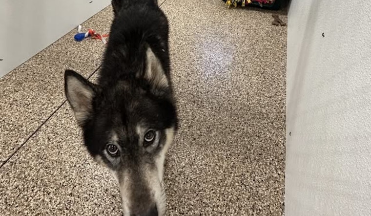 Found Husky Shepherd Mix Awaits Reunion with Owner in Mankato Impound