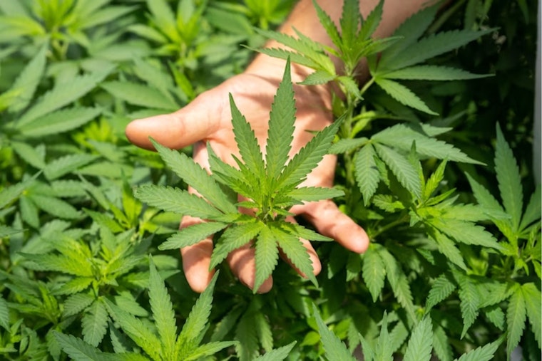 Franklin County Judge Halts Ohio Governor's Hemp Product Ban, Retailers Get Temporary Reprieve