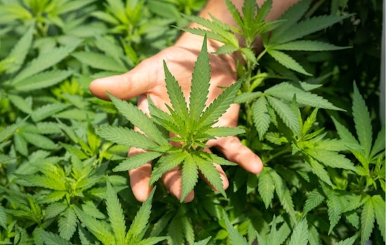 Franklin County Judge Halts Ohio Governor's Hemp Product Ban, Retailers Get Temporary Reprieve