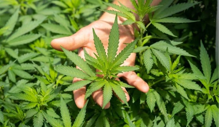 Franklin County Judge Halts Ohio Governor's Hemp Product Ban, Retailers Get Temporary Reprieve