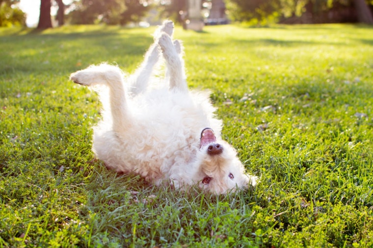 Free Microchip and Vaccination Clinic for Pets Announced in Broomfield on October 22