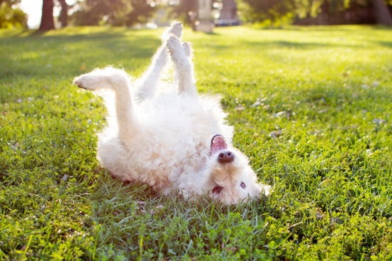 Free Microchip and Vaccination Clinic for Pets Announced in Broomfield on October 22