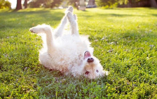 Free Microchip and Vaccination Clinic for Pets Announced in Broomfield on October 22