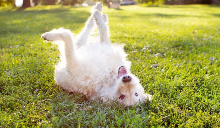 Free Microchip and Vaccination Clinic for Pets Announced in Broomfield on October 22