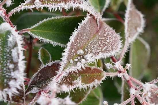 Freeze Warning in Effect Until 9 AM for Milwaukee Area, NWS Advises Protection Against Early Frost