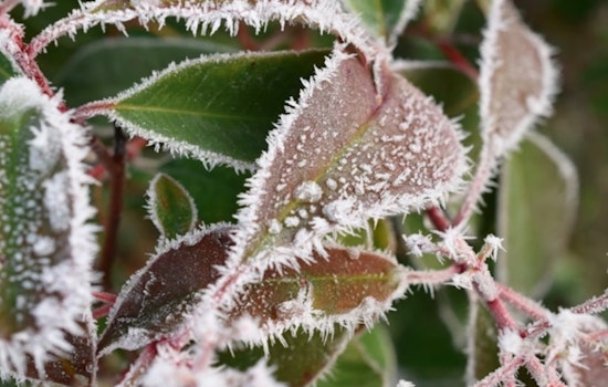 Freeze Warning in Effect Until 9 AM for Milwaukee Area, NWS Advises Protection Against Early Frost
