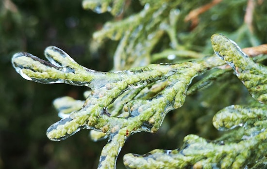 Frost Advisory for Raleigh Residents as Sunny Skies and Mild Temperatures Follow a Chilly Start