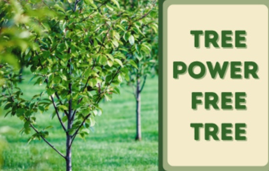 Garland Residents Can Go Green with Free Trees Through Local Energy Efficiency Program