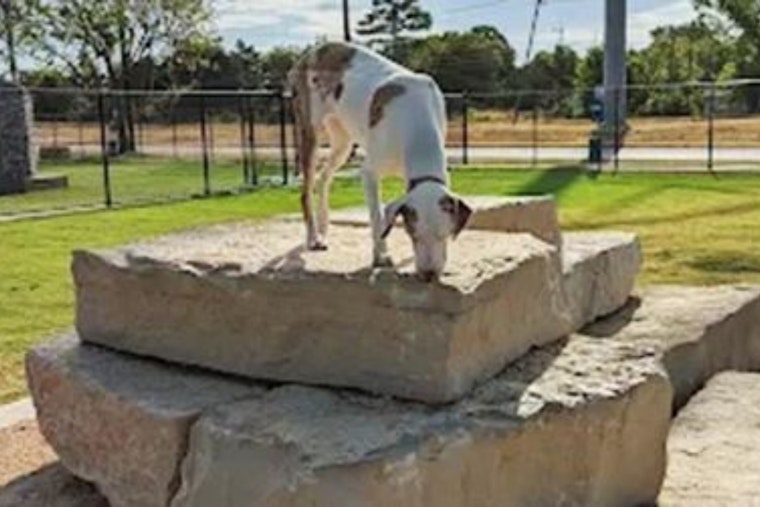 Garland's Dog Park Temporarily Closes for Lighting Repairs, Reopens October 17
