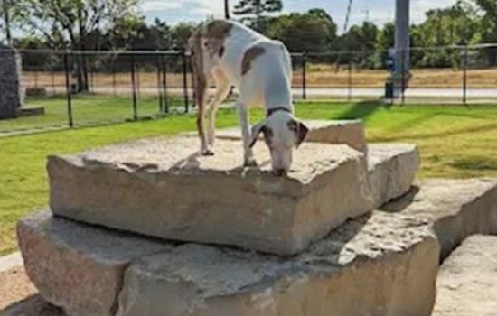 Garland's Dog Park Temporarily Closes for Lighting Repairs, Reopens October 17