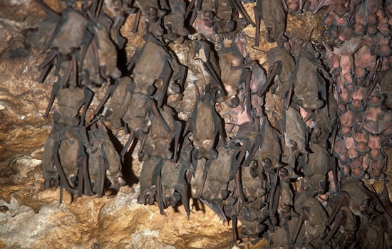Georgetown Issues Rabies Alert After Bat Tests Positive for Virus