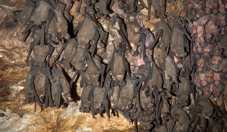 Georgetown Issues Rabies Alert After Bat Tests Positive for Virus