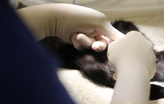 Georgia Department of Agriculture Seeks Veterinarians for Loan Repayment Program in Rural Areas