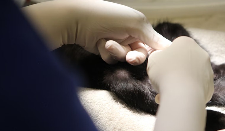 Georgia Department of Agriculture Seeks Veterinarians for Loan Repayment Program in Rural Areas