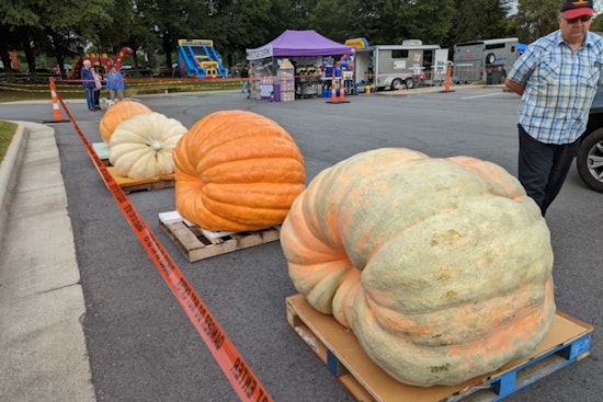 Giant Leap for Gourds: Hamilton's Operation Pumpkin Hosts Near-Record-Breaking 2,518 Pound Entry