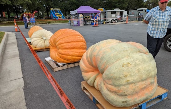 Giant Leap for Gourds: Hamilton's Operation Pumpkin Hosts Near-Record-Breaking 2,518 Pound Entry