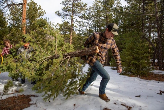 Golden Gate State Park Opens Lottery for Christmas Tree Cutting Permits Starting Nov. 1st