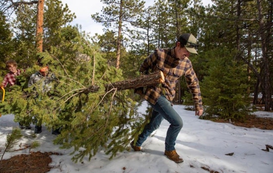 Golden Gate State Park Opens Lottery for Christmas Tree Cutting Permits Starting Nov. 1st