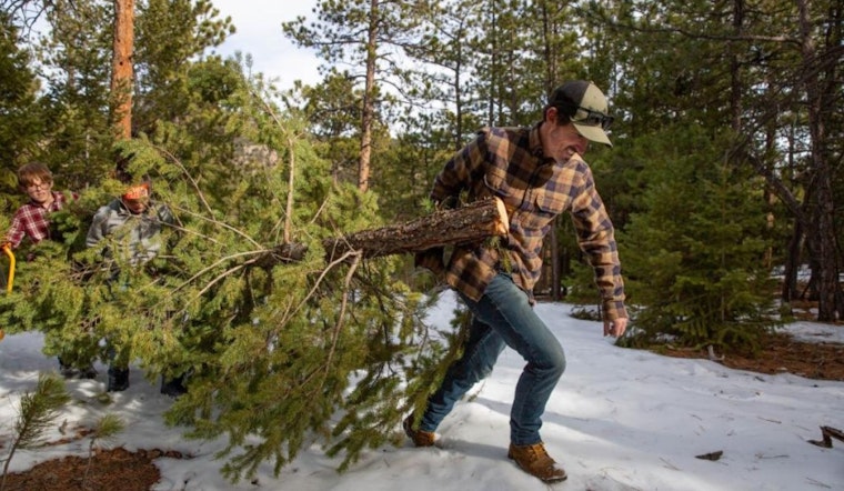 Golden Gate State Park Opens Lottery for Christmas Tree Cutting Permits Starting Nov. 1st