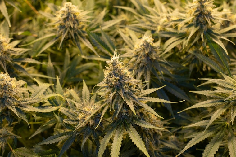 Governor Abbott Directs Texas DPS to Step Up Enforcement on Hemp Products to Safeguard Youth
