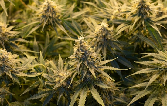 Governor Abbott Directs Texas DPS to Step Up Enforcement on Hemp Products to Safeguard Youth