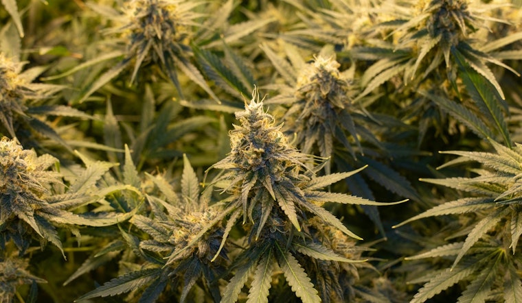 Governor Abbott Directs Texas DPS to Step Up Enforcement on Hemp Products to Safeguard Youth
