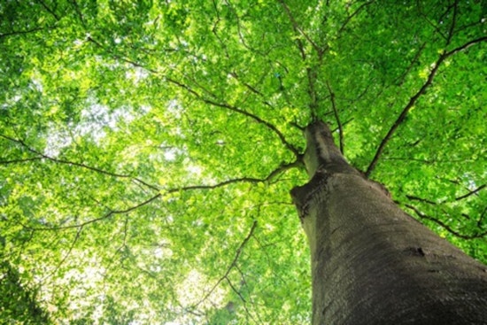 Grand Prairie Launches "The Grandest Tree Competition" to Celebrate Local Arboreal Beauty