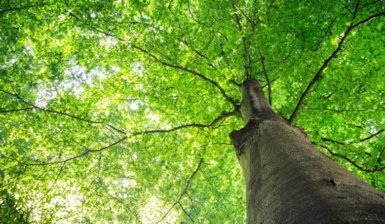 Grand Prairie Launches "The Grandest Tree Competition" to Celebrate Local Arboreal Beauty