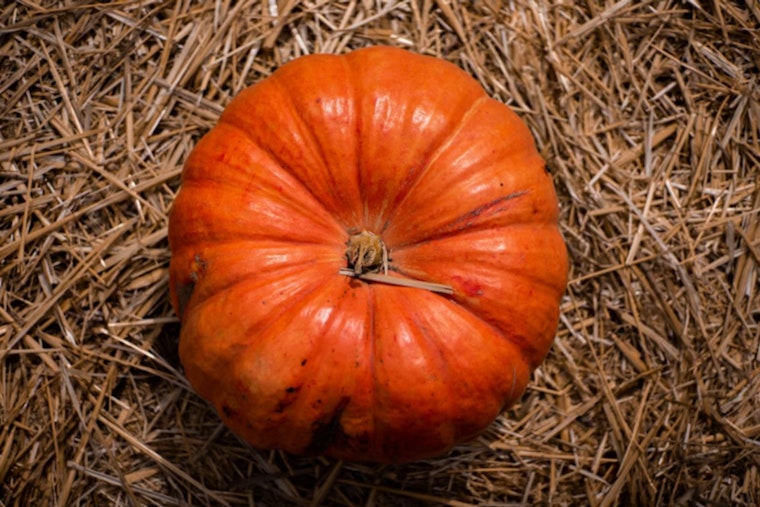 Gridley Farmer Brian Werner Breaks Records with 2,147-pound Behemoth at Elk Grove's Giant Pumpkin Festival