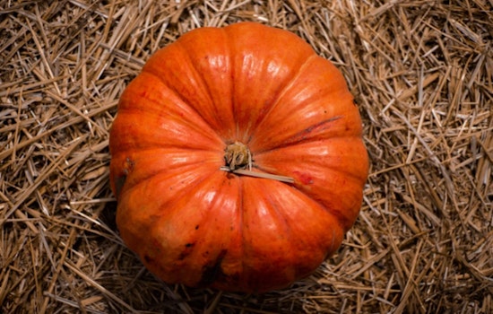 Gridley Farmer Brian Werner Breaks Records with 2,147-pound Behemoth at Elk Grove's Giant Pumpkin Festival