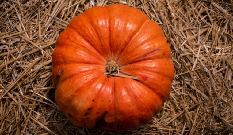 Gridley Farmer Brian Werner Breaks Records with 2,147-pound Behemoth at Elk Grove's Giant Pumpkin Festival