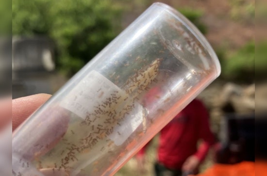 Hawaiʻi Launches "Stop the Ant Month" to Combat Invasive Species Across Islands