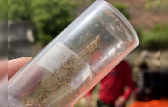 Hawaiʻi Launches "Stop the Ant Month" to Combat Invasive Species Across Islands