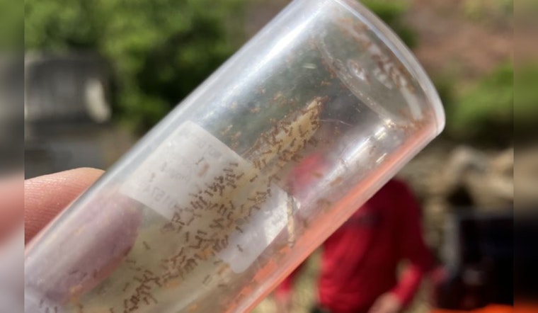 Hawaiʻi Launches "Stop the Ant Month" to Combat Invasive Species Across Islands