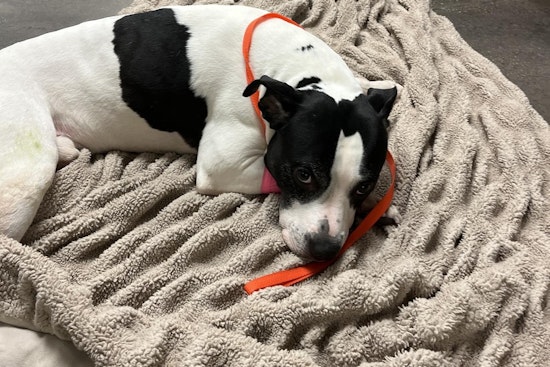 Heroic Pit Bull Flung from Balcony in St. Petersburg After Shielding Teen from Alleged Predator